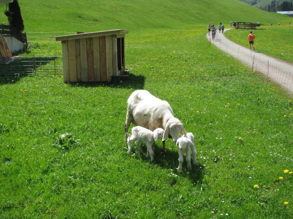 Mountain Hostel Oberstdorf Luaran gambar